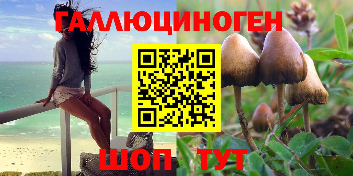 Псилоцибиновые грибы Psilocybine cubensis Сыктывкар